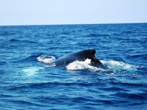 Les baleines1