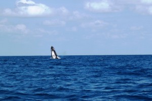 Les Baleines3