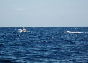 Les Baleines4